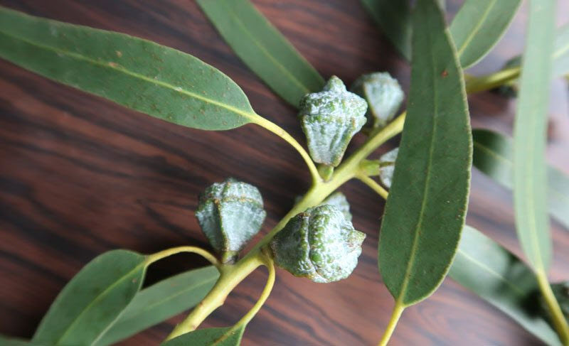¿Para qué sirve el eucalipto como planta medicinal?