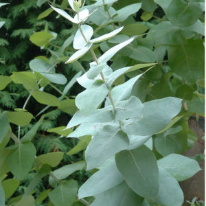 eucalipto planta medicinal