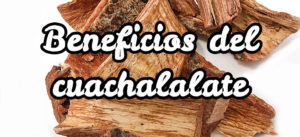 cuachalalate dosis