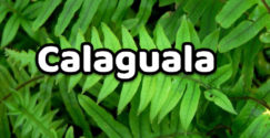 Calaguala