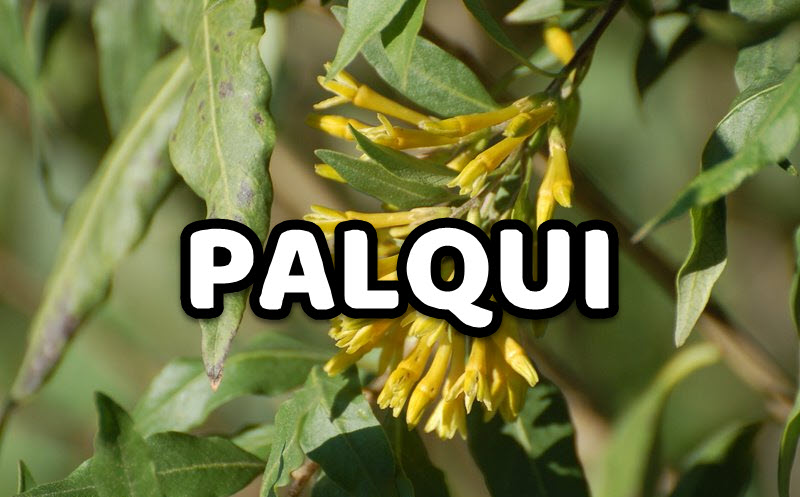 Palqui