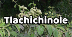 Tlachichinole